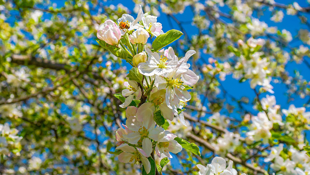 Spring flowers at Massanutten Resort