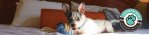 Dog Friendly Lodging at Massanutten Resort